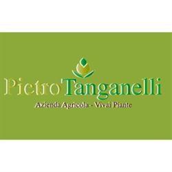 Vivai Tanganelli Pietro, Castiglion Fiorentino orari di apertura