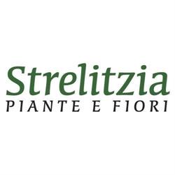 Strelitzia Fiori e Piante, Colle di Val d'Elsa orari di apertura