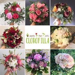 Fiorista Clorofilla, Guastalla orari di apertura