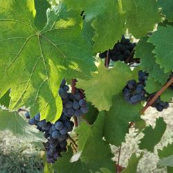 Rappellino Dario, Grazzano Badoglio orari di apertura