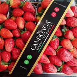 Punto Frutta Zampieri Marta, San Daniele del Friuli orari di apertura