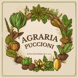 Puccioni Agraria Di Puccioni Stefano e C. S.a.s., Terricciola orari di apertura