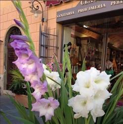 Profumeria Claudia Di Righetti Claudia, Massa Marittima orari di apertura