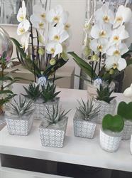 Fioreria Primofiore consegna fiori a Trento, orari di apertura