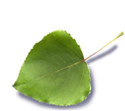 A. Brivio Compensati Spa, Robbio orari di apertura
