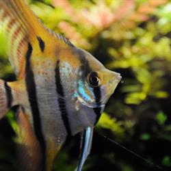 Acquario Club Cesenatico di Castagnoli Pier Paolo e Simone, orari di apertura