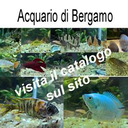 Acquario di Bergamo, orari di apertura