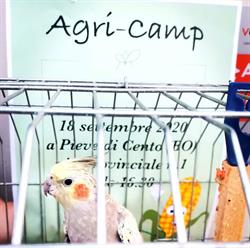 Agri - C.A.M.P. (S.N.C.), Pieve di Cento orari di apertura