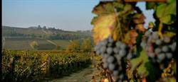 Az. Agricola Alessandro, Agliano Terme orari di apertura