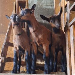 Agriturismo 'Mulino Vecchio'di Ghiddi M.Ghiddi V., Guiglia orari di apertura