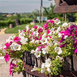 Agriturismo Le Mistral, Sommacampagna orari di apertura