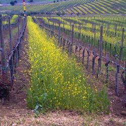 Agronomica, Moscufo orari di apertura