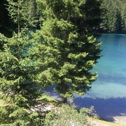 Albergo Capanna Edelweiss, Tarvisio orari di apertura