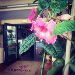 Albergo Hotel Diamante, Torre Pedrera orari di apertura