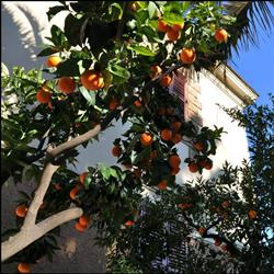 Albergo Lodi, Roma orari di apertura
