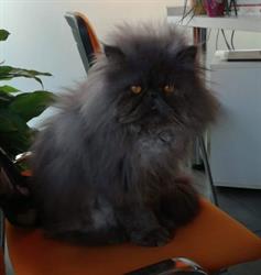 Ambulatorio Veterinario Associato di Dott. Billa e Dott. Maconi, Almè orari di apertura