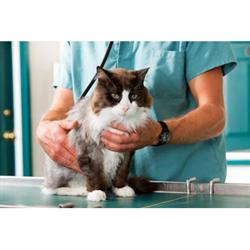 Clinica Veterinaria Croce Bianca, Verona orari di apertura