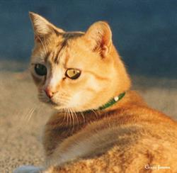 Ambulatorio Veterinario Di Bandini Dorella, San Vincenzo orari di apertura
