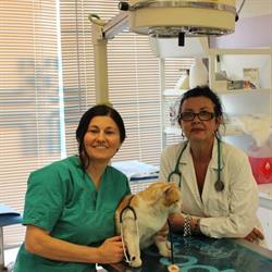Ambulatorio Veterinario Di Landi Dr. Barbara e Chieppa Dr. A. Antonella), Santena orari di apertura