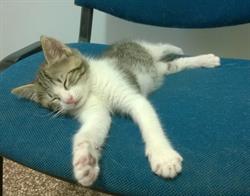 Ambulatorio Veterinario S. Giuliano, San Giuliano Terme orari di apertura