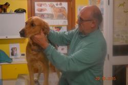 Ambulatorio Veterinario Animal Farm, Montebelluna orari di apertura