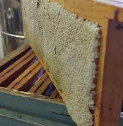 Apicoltura Sette Comuni Di Testolin Enrico & C. (S.n.c.) Lusiana Conco, Lusiana - Orari di apertura
