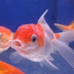 Aquarium, Piombino orari di apertura