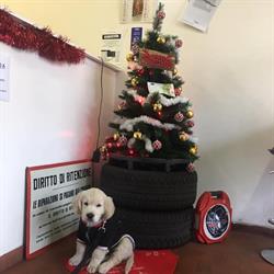 Autofficina B. Z., Bologna orari di apertura