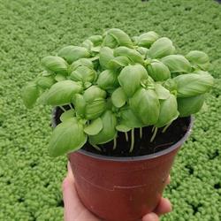 Az. Ag. Cappellini Plant S.s., Aprilia orari di apertura