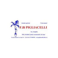 Azienda Agricola Pigliacelli, Alatri orari di apertura