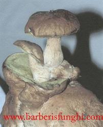 Barberis Funghi Snc Di Barberis Carlo & C., Calizzano orari di apertura