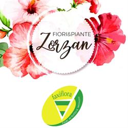 Fiori Piante Zorzan Snc, Trecate orari di apertura