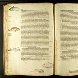 Biblioteca Palatina - Servizi bibliotecari, Parma orari di apertura