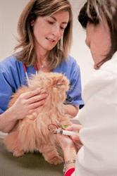 Ambulatorio Veterinario Dott. Anna Bossi, Manzano orari di apertura