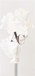 Caputo Alta Moda Sposa Di Caputo Angela, Corato orari di apertura
