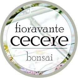 Cecere Fioravante, Montesarchio orari di apertura