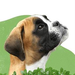 Ambulatorio veterinario Newvet, Roma orari di apertura