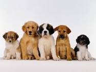 Clinica Veterinaria Parioli, Roma orari di apertura