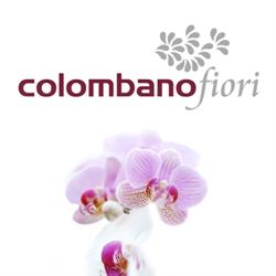 Colombano Fiori, Alba orari di apertura