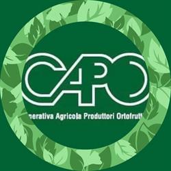 Cooperativa Agricola Produttori Ortofrutticoli SOC. COOP. R.l., Codevigo orari di apertura