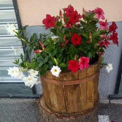Cooperativa Consumo, Caspoggio orari di apertura