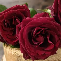 Enzo Fiori Di Papeo Rosa E C., Peschiera del Garda orari di apertura
