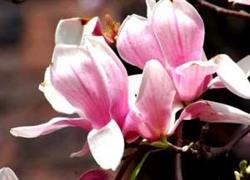 Erboristeria La Magnolia Di Nolli Teresa, Lecce orari di apertura
