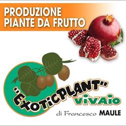 Exoticplant Vivaio Di Francesco Maule, Cisterna di Latina orari di apertura
