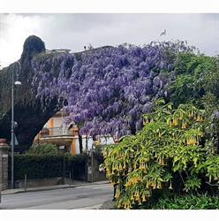 Farmacia Colombo, Rapallo orari di apertura