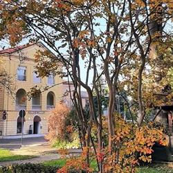 Farmacia Comunale, Fusignano orari di apertura