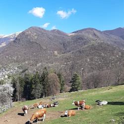 Fattoria Roccolo Dei Fratelli Brancher S.s., Dumenza orari di apertura
