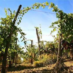 Fattoria Sommiano, Cerreto Guidi orari di apertura