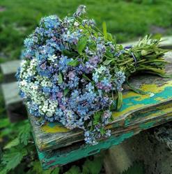 Fioreria Myosotis, Treviso orari di apertura