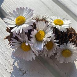 Fiori Elena, Trieste orari di apertura